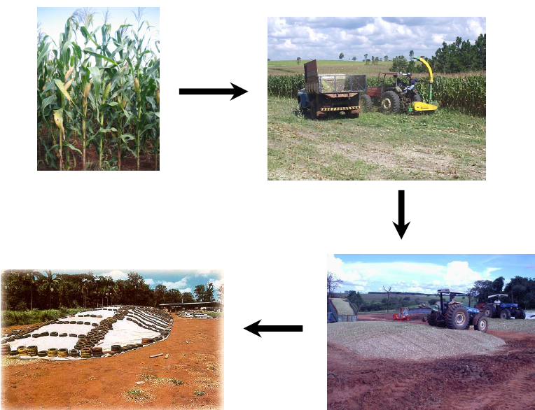 Guia completo de armazenamento de feno