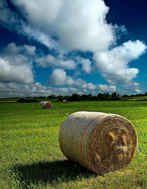 Equipamentos essenciais para produção de silagem