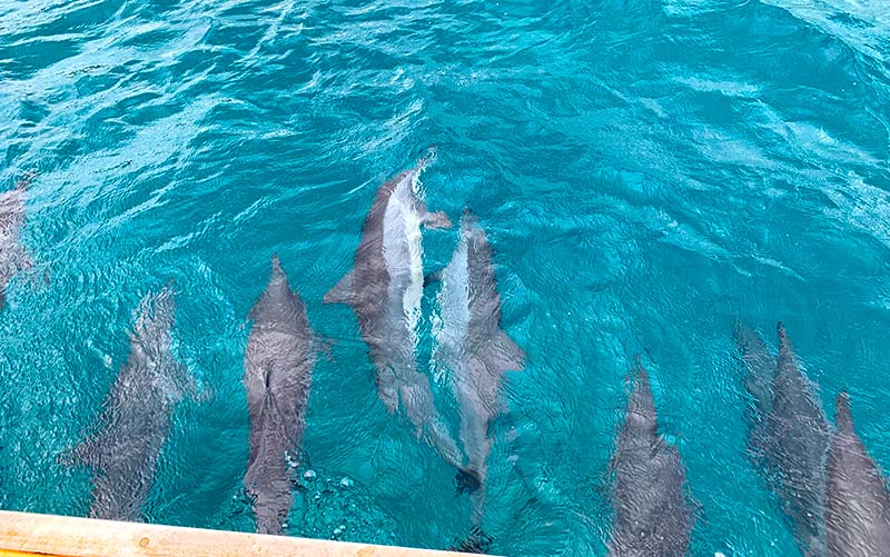 fernando de noronha mergulho com golfinhos
