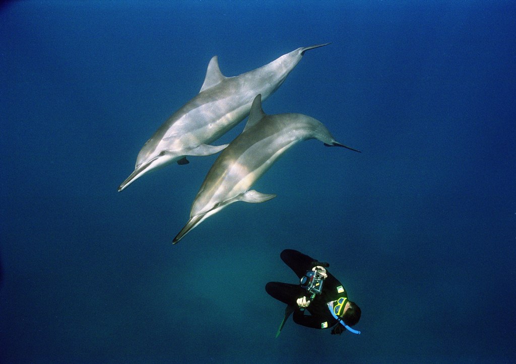 Regras de ouro para a conservação dos golfinhos em Noronha