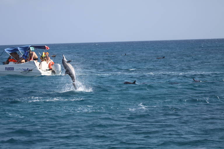 fernando de noronha mergulho com golfinhos