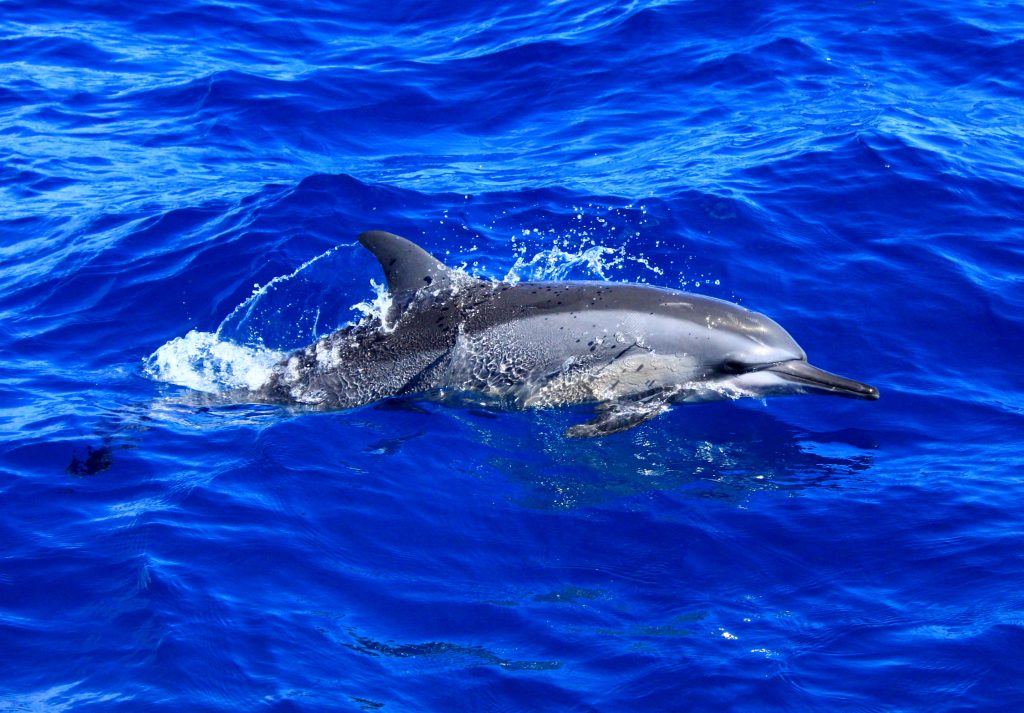 Mergulho em Fernando de Noronha: Pontos imperdíveis para ver a vida marinha