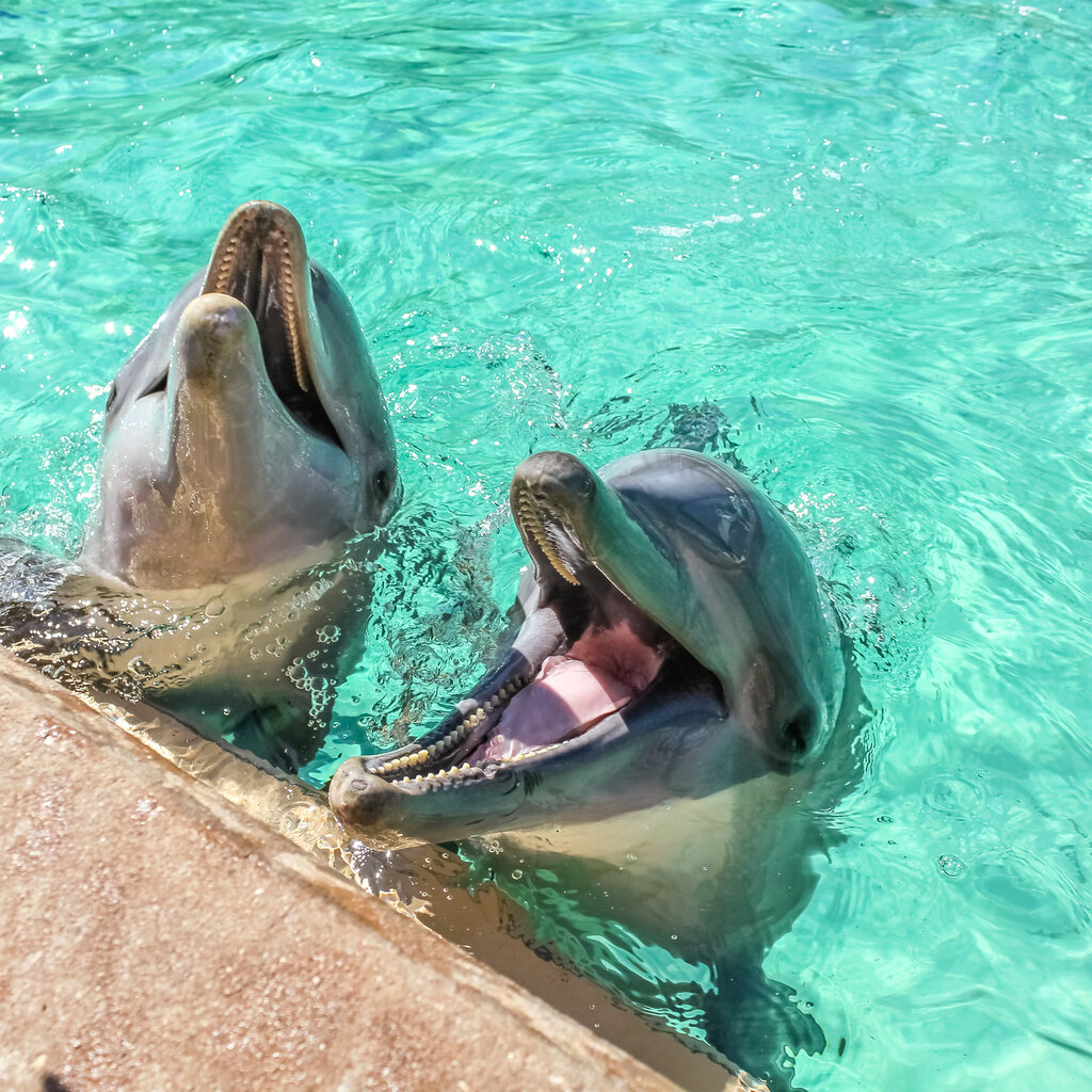 Regras de ouro para a conservação dos golfinhos em Noronha