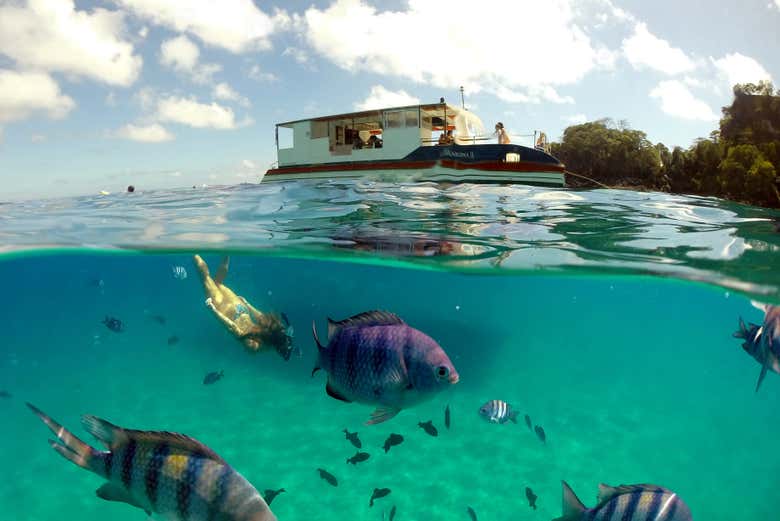 fernando de noronha mergulho com golfinhos