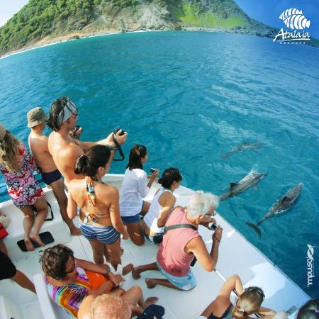 Mirantes de Fernando de Noronha: Os melhores lugares para observar golfinhos