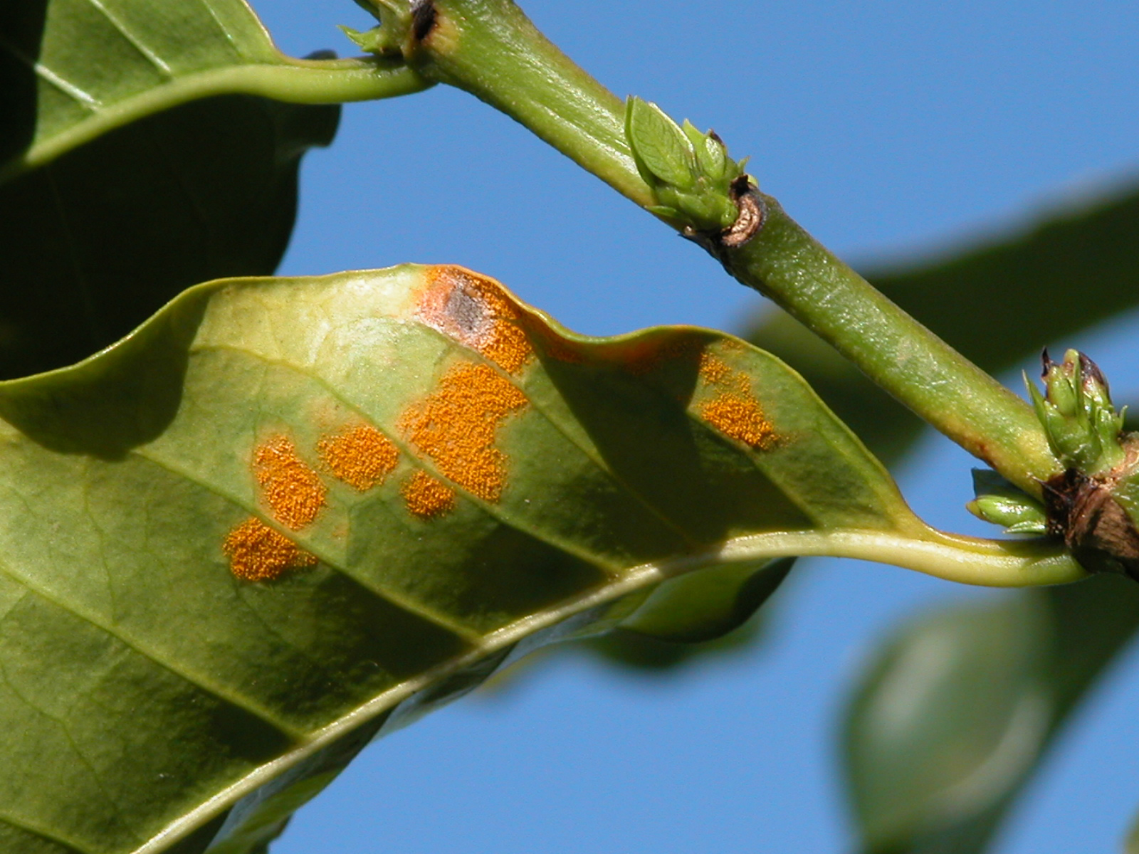 ferrugem do cafeeiro como prevenir