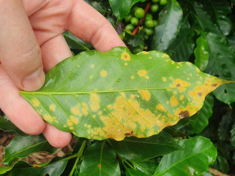 Como a Nutrição do Cafeeiro Afeta a Resistência à Ferrugem