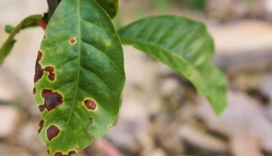 Alternativas Orgânicas para o Controle da Ferrugem do Cafeeiro
