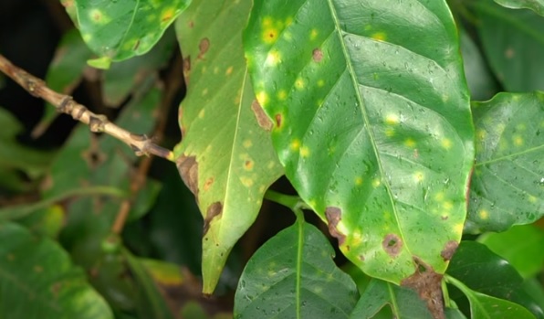 Manejo Cultural Essencial para Prevenir a Ferrugem