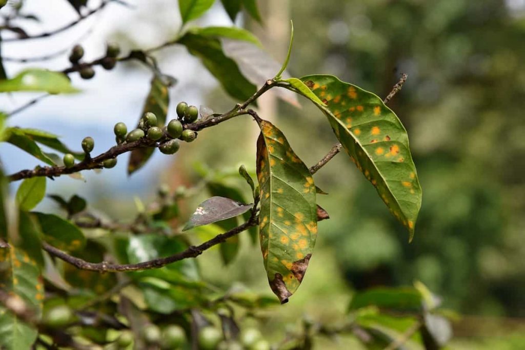 Como a Nutrição do Cafeeiro Afeta a Resistência à Ferrugem