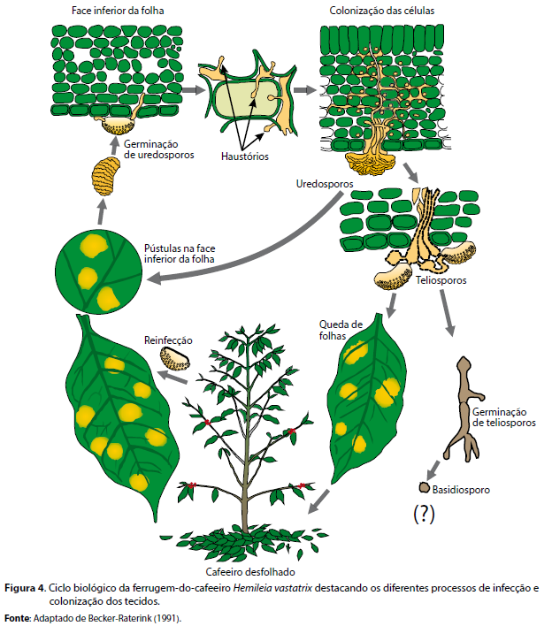 Alternativas Orgânicas para o Controle da Ferrugem do Cafeeiro