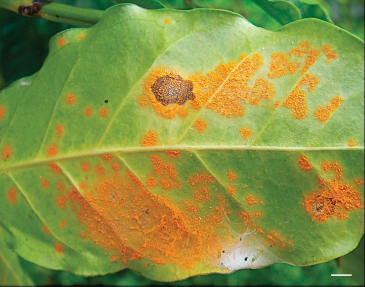 ferrugem do cafeeiro como prevenir