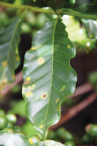 Identificando os Primeiros Sintomas da Ferrugem do Cafeeiro