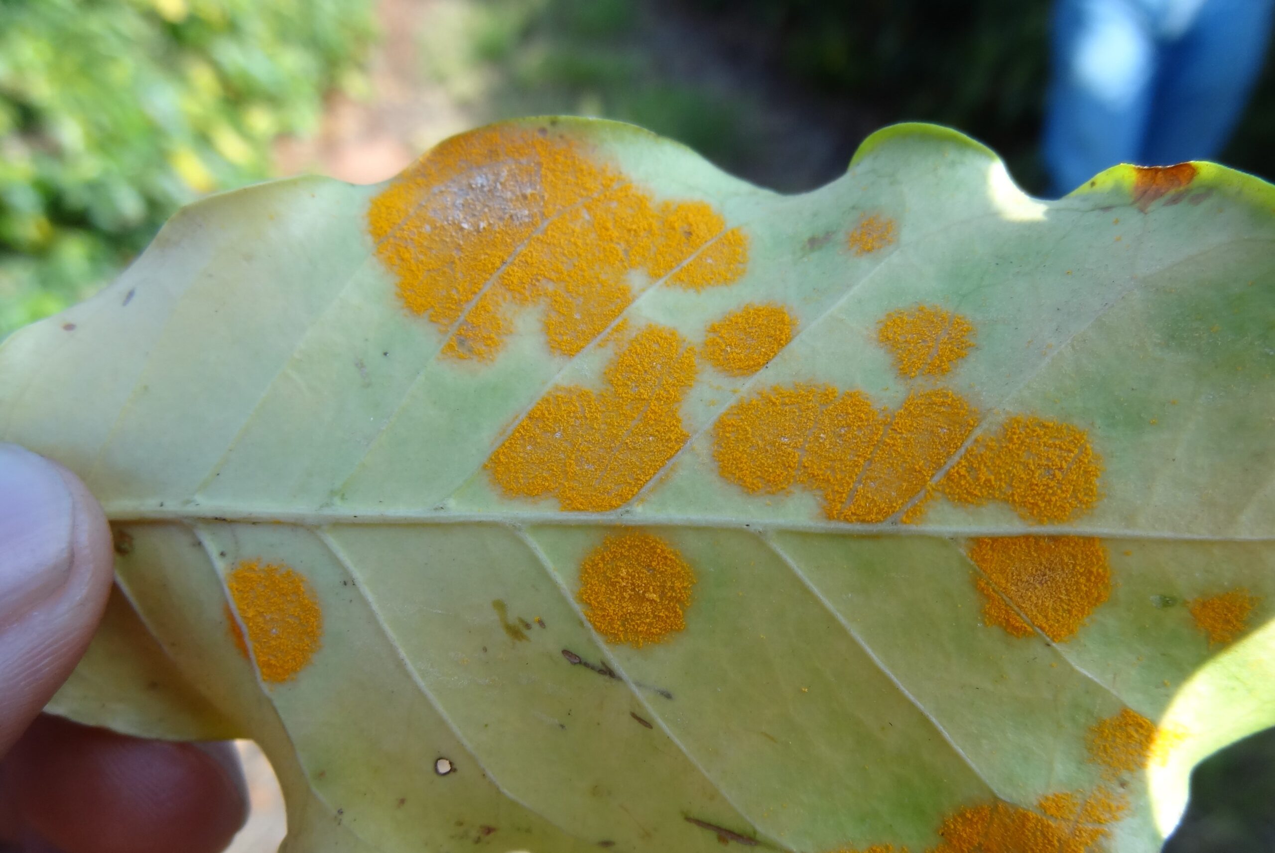 Guia Completo de Fungicidas para Café: Orgânicos e Químicos