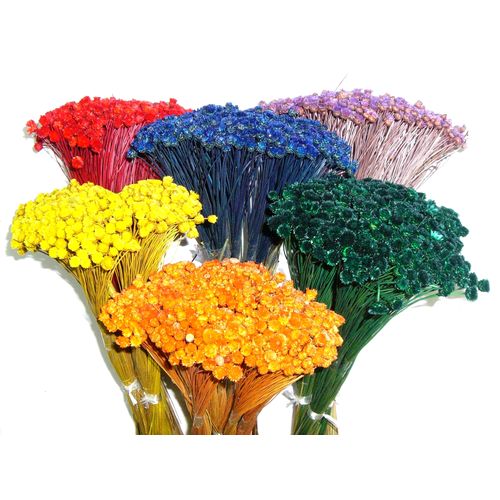 capim dos pampas seco