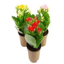 flores delicadas para decoração