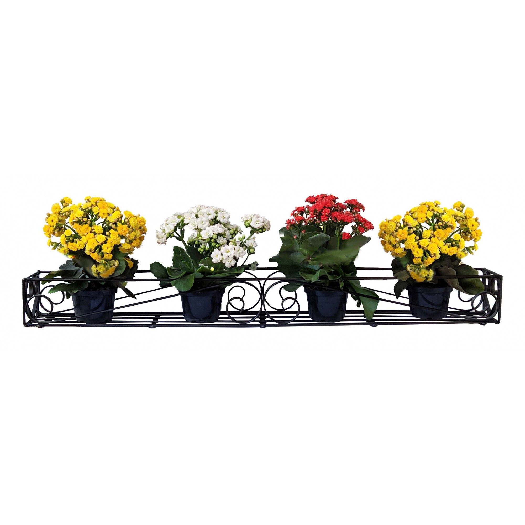 mini orquídeas decoração