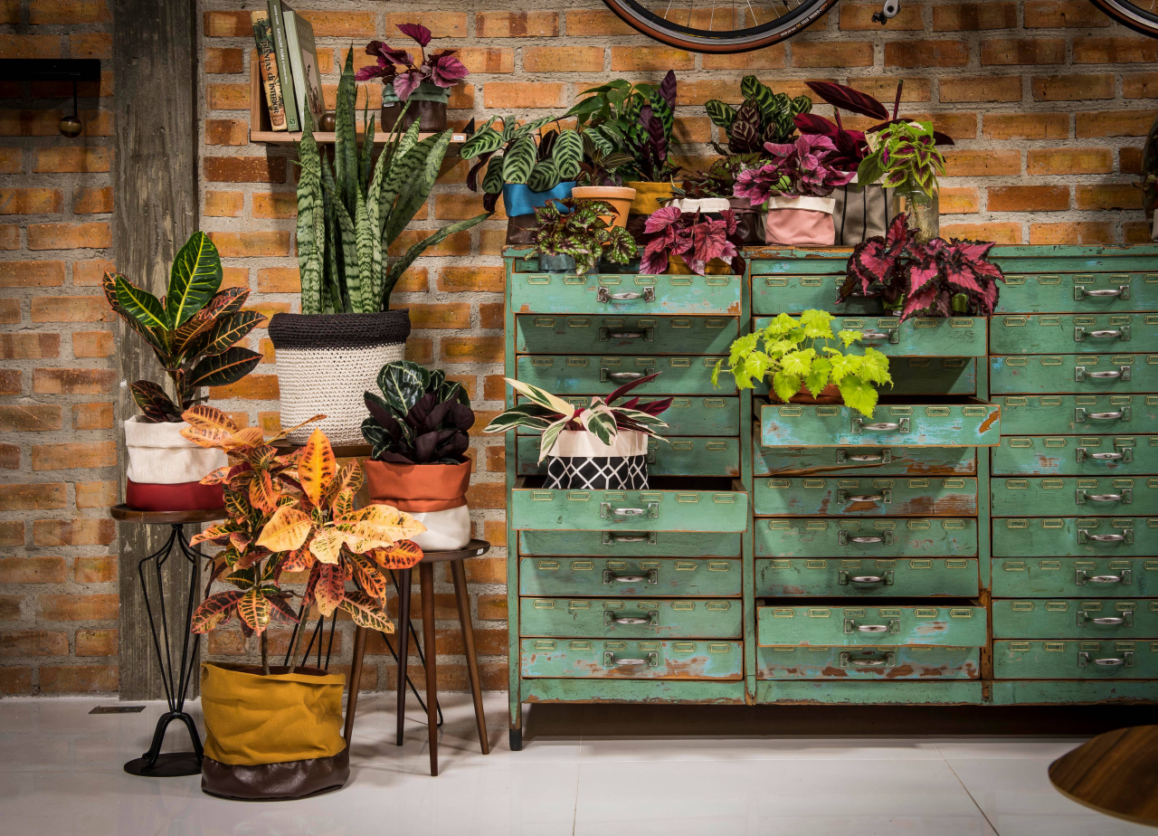 melhores folhagens baratas para decorar seu apartamento