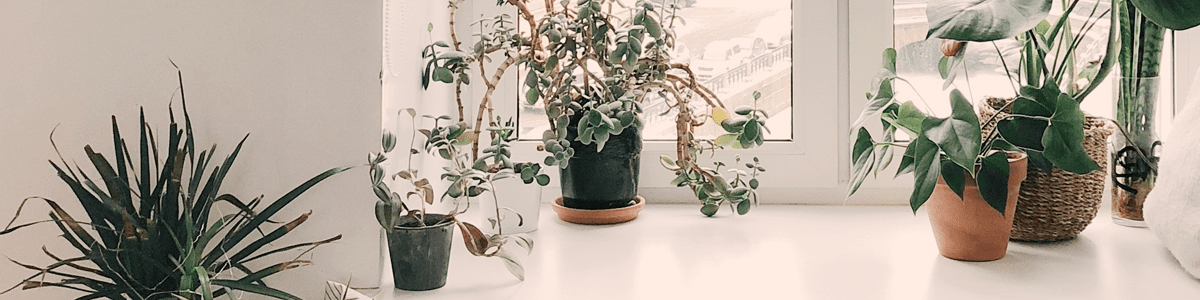 erros comuns ao escolher folhagens baratas para casa