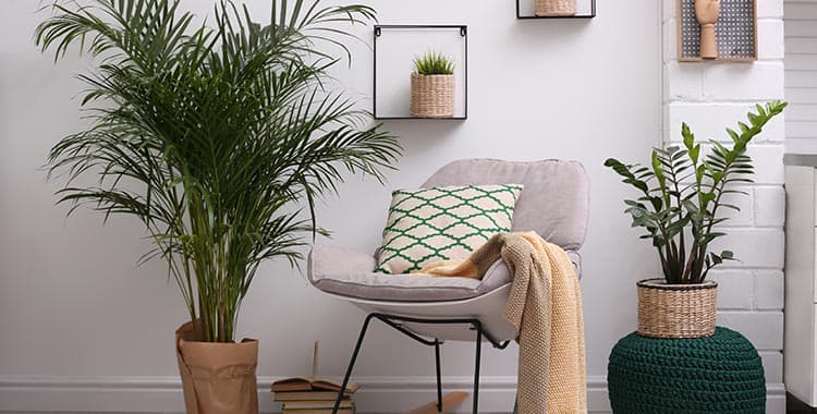 folhagens baratas para decoração interna