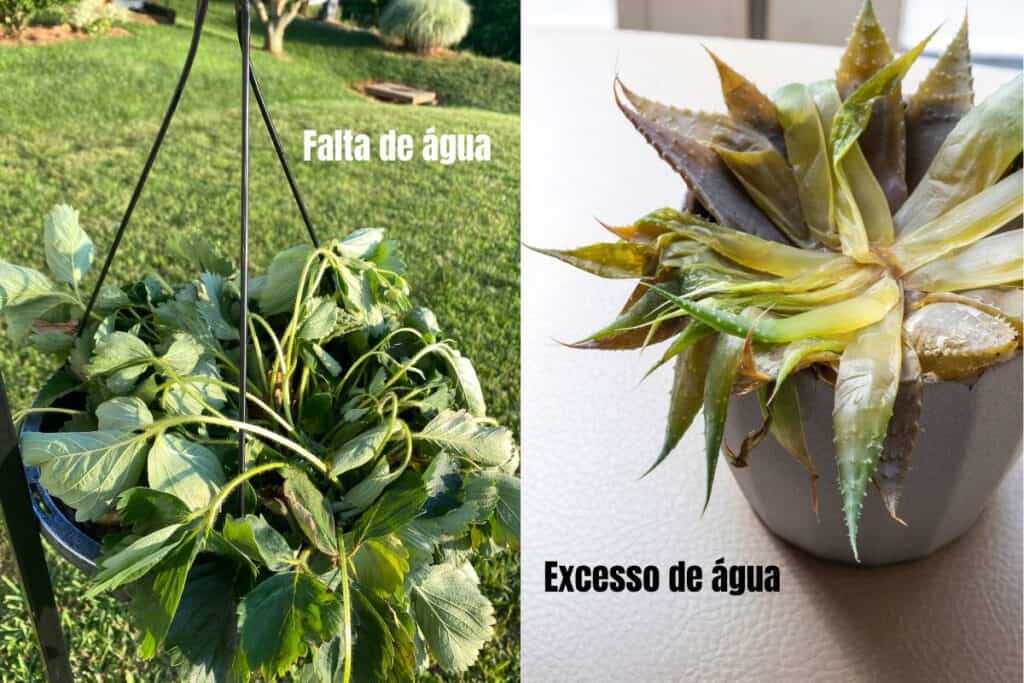 folhagens morrendo como evitar erros comuns