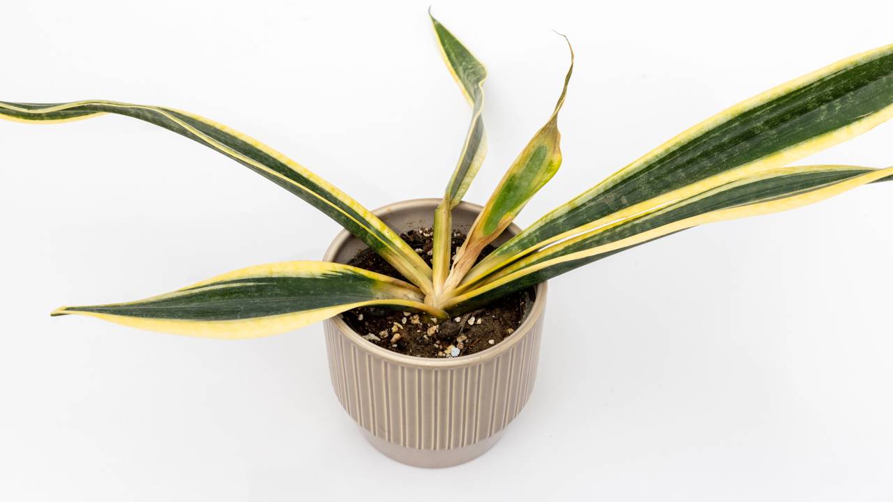 folhagens morrendo como evitar erros comuns