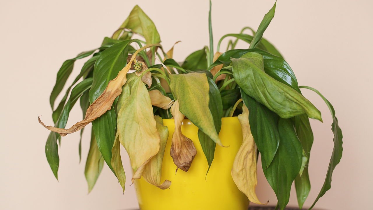 folhagens morrendo como evitar erros comuns