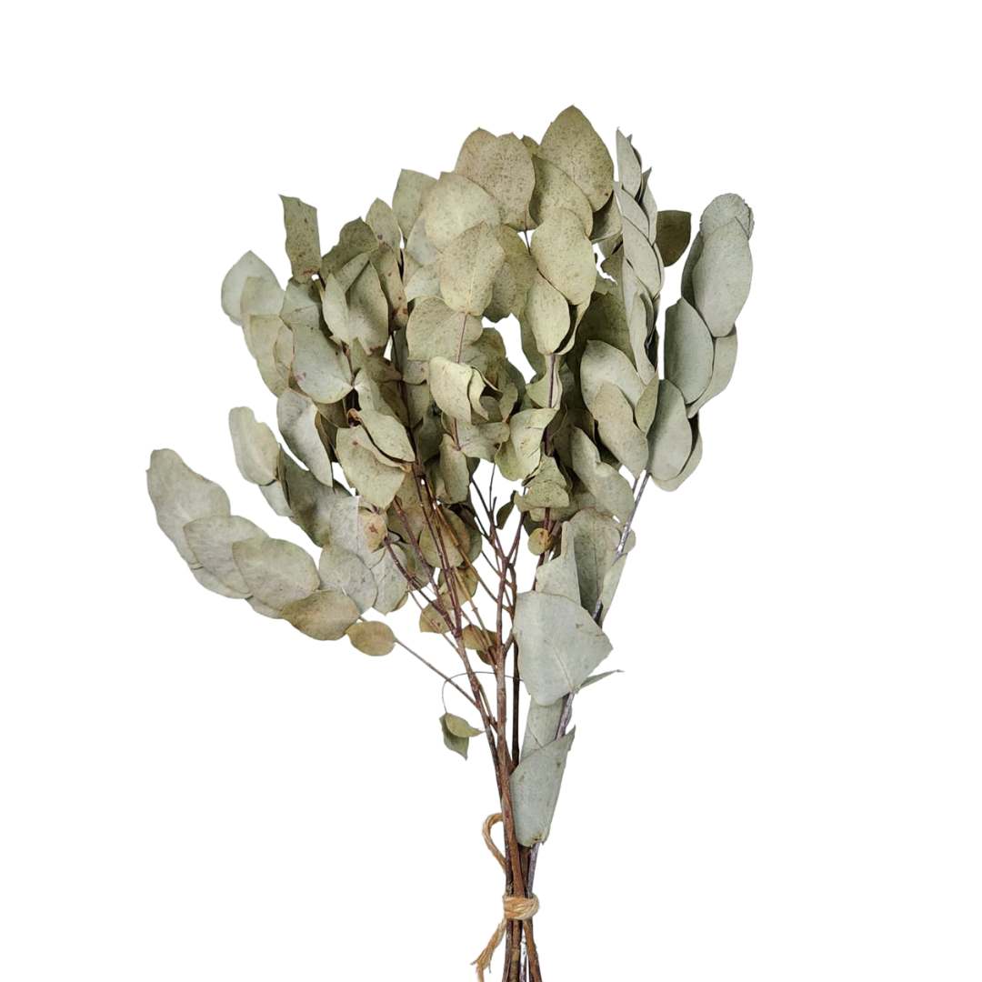 custo benefício folhas de eucalipto para decoração
