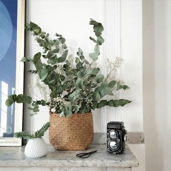 eucalipto natural versus artificial qual escolher para decoração