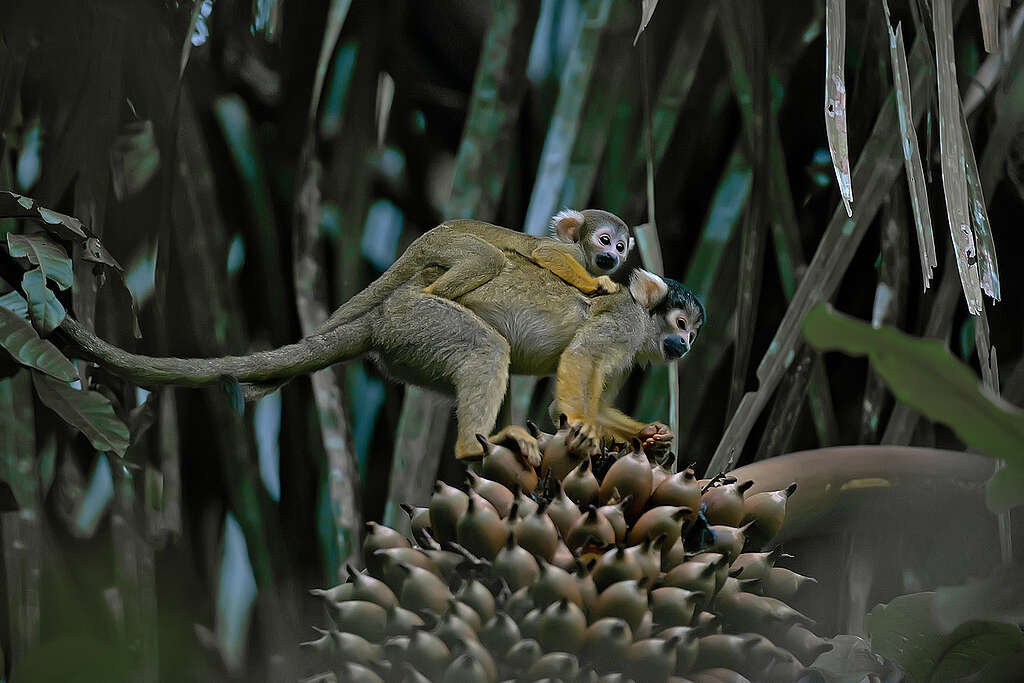 vida selvagem na Amazônia