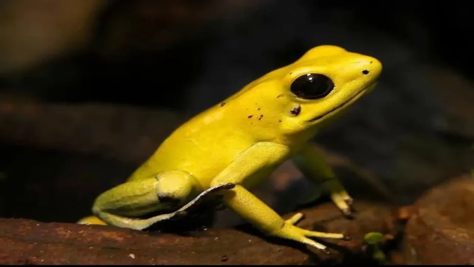 vida selvagem na Amazônia