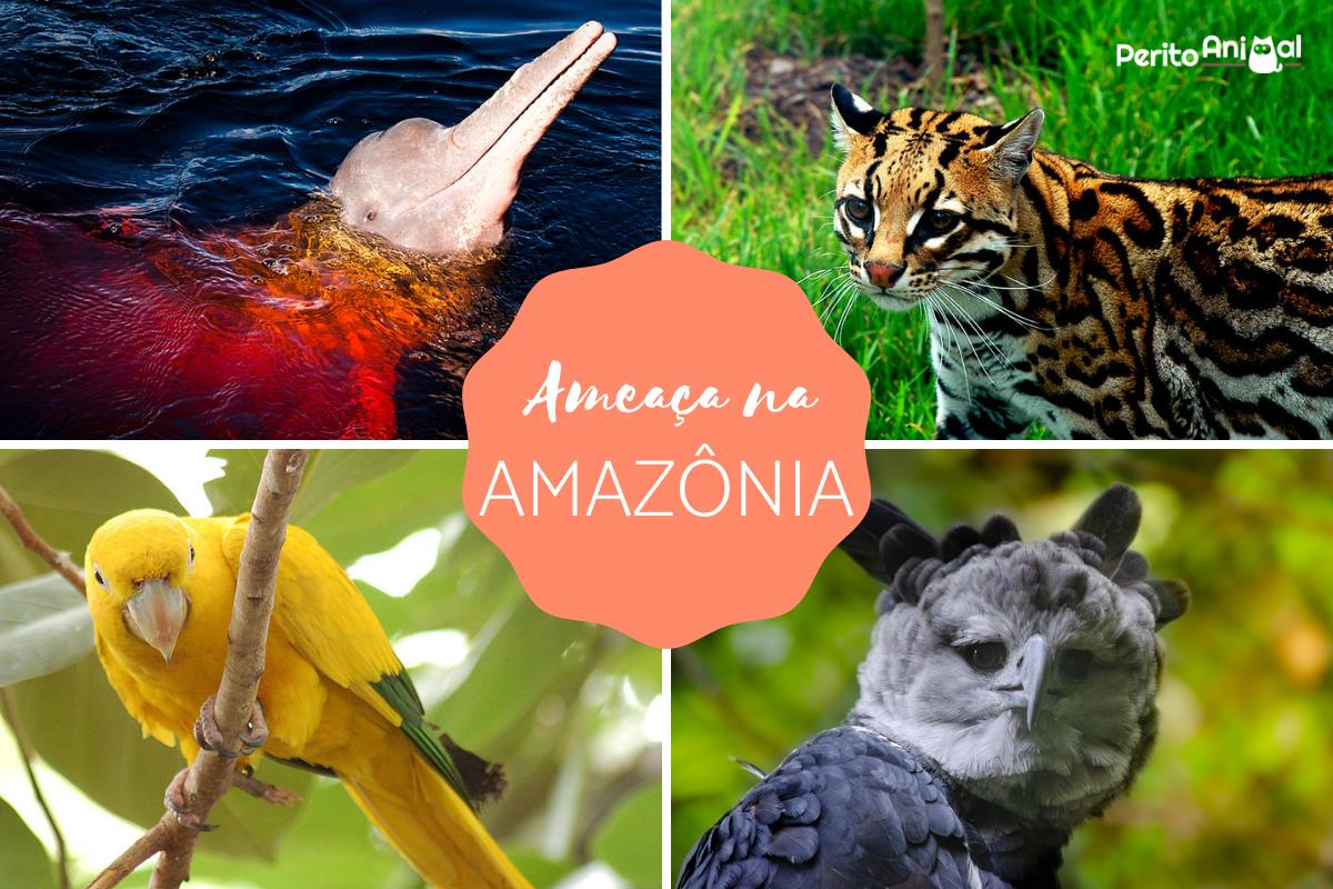 animais amazônicos