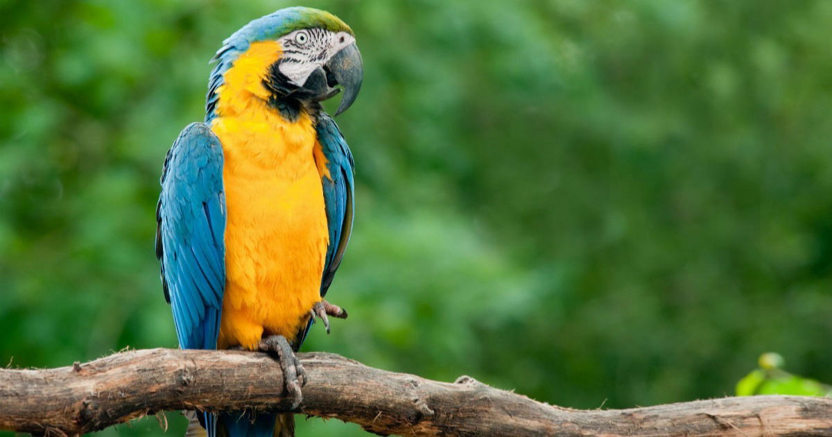 vida selvagem na Amazônia