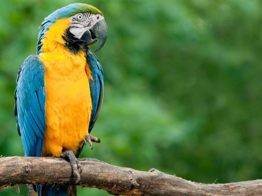 fotos de animais da amazonia