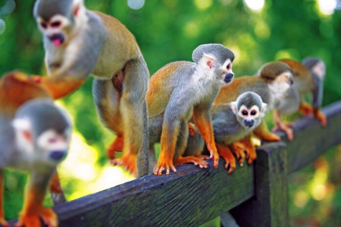 fotos de animais da amazonia