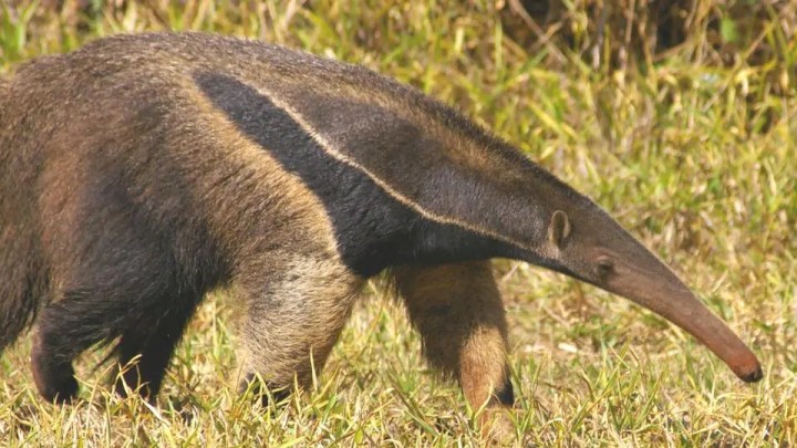fotos de animais da amazonia
