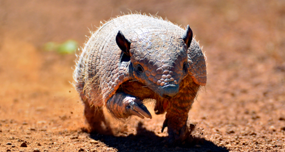 fauna amazônica mais conhecida
