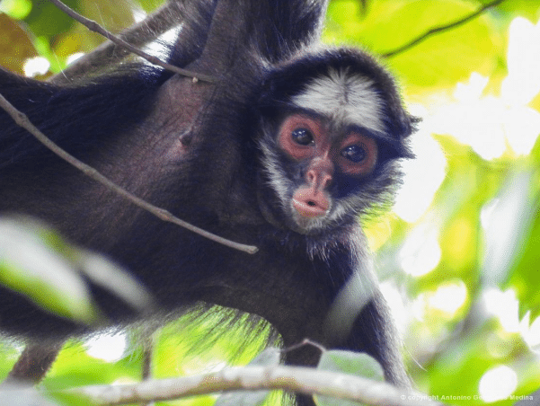 espécies icônicas da floresta tropical