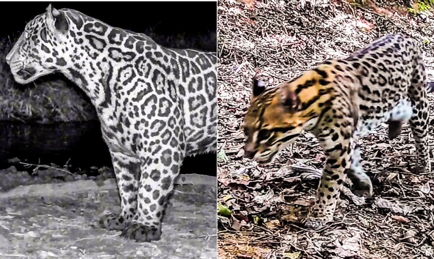 fotos de felinos selvagens