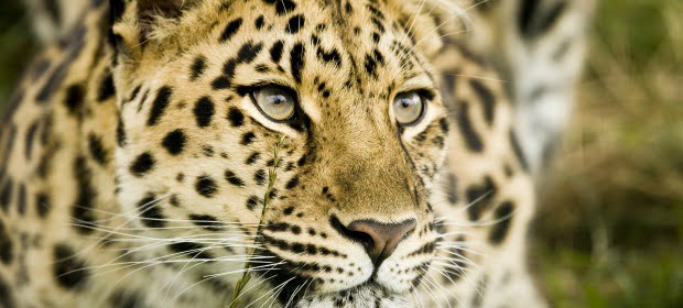 Onde encontrar onças-pintadas no Brasil