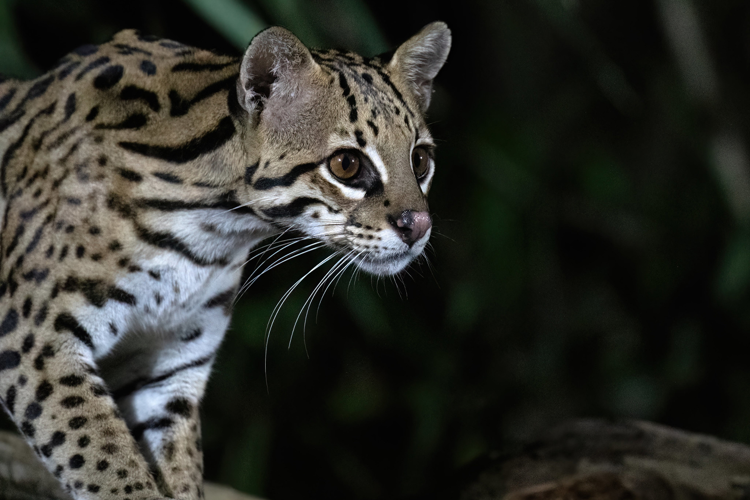 Caracal vs Serval: diferenças e semelhanças