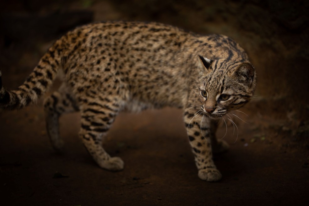 Onde encontrar onças-pintadas no Brasil