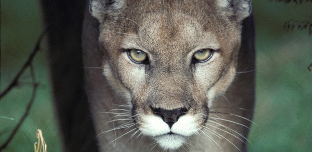 Os menores felinos do mundo: curiosidades e perigos