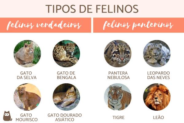 Caracal vs Serval: diferenças e semelhanças