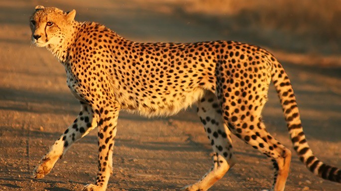 Os menores felinos do mundo: curiosidades e perigos