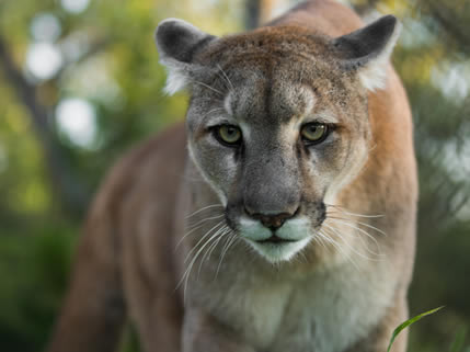 A importância dos grandes felinos para o ecossistema
