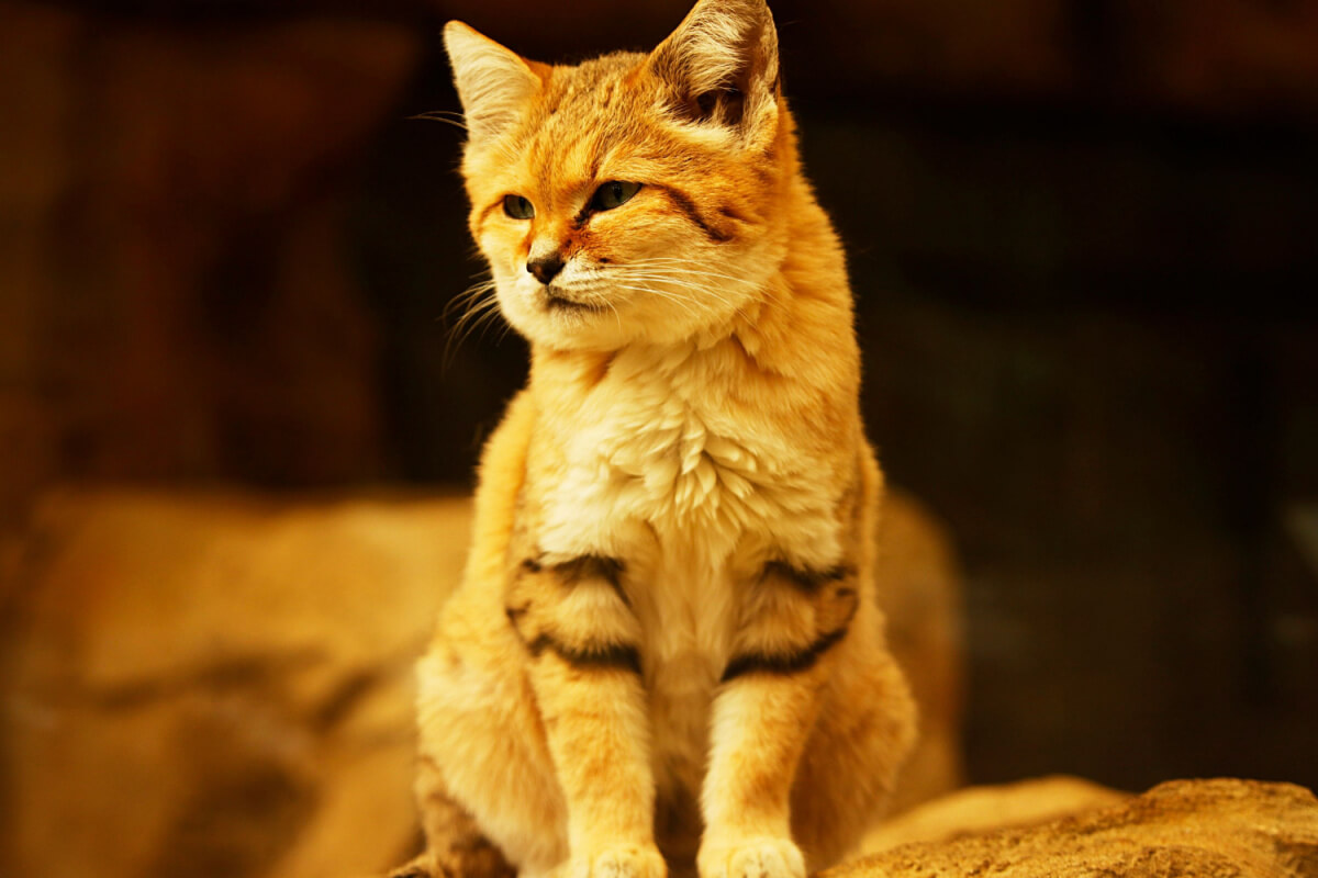 Os menores felinos do mundo: curiosidades e perigos