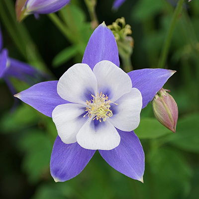 fotos de flores lindas