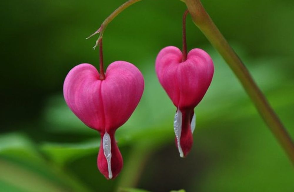 fotos de flores lindas