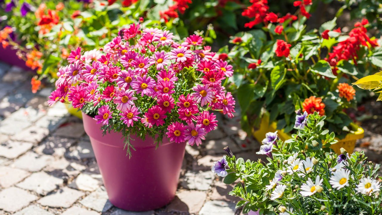 fotos de jardins floridos